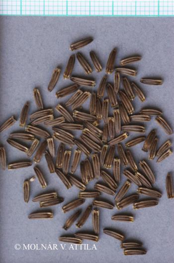 Dipsacus laciniatus L. 4.Image