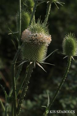 Dipsacus laciniatus L. 3.Image