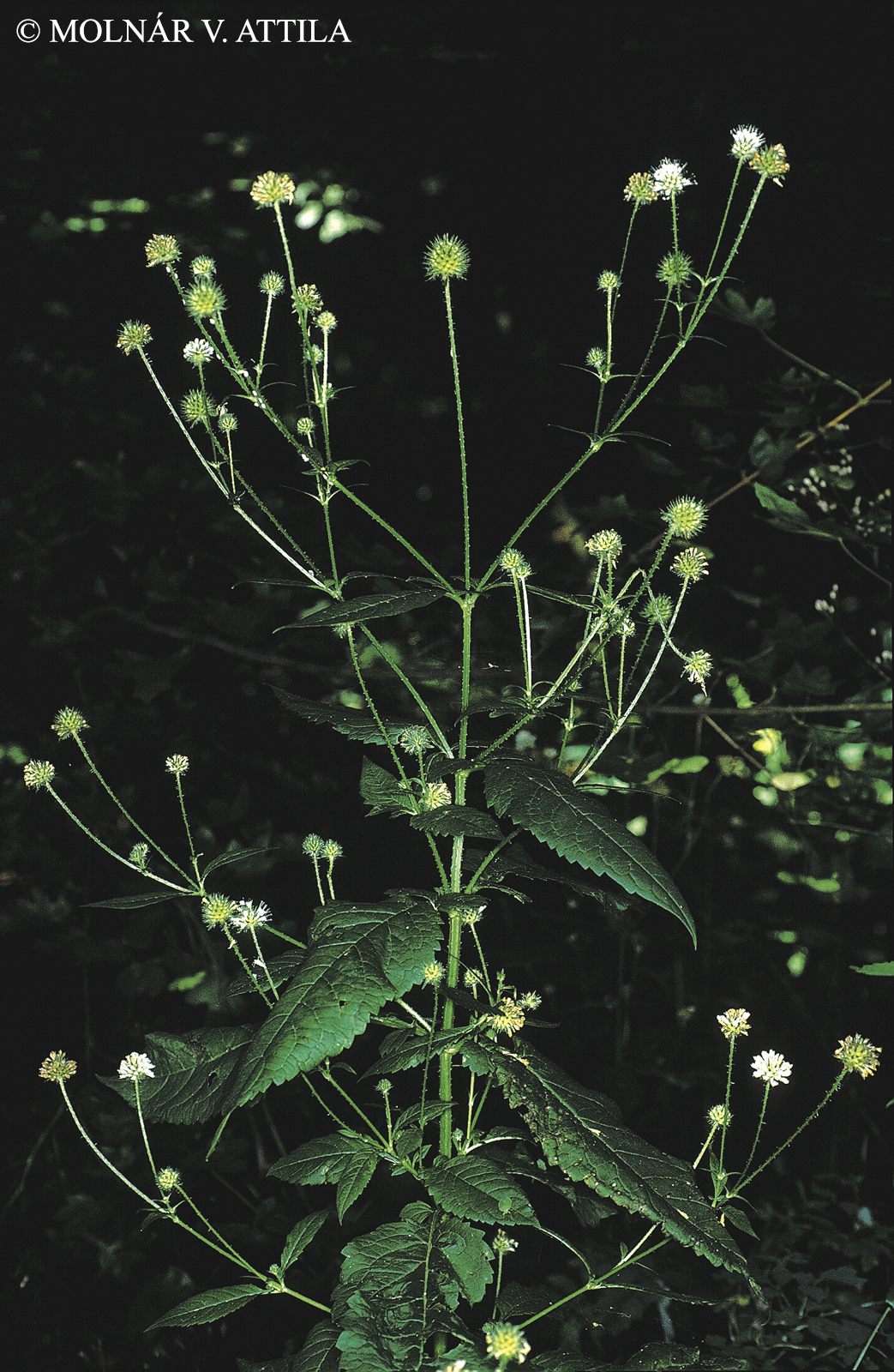 Dipsacus pilosus L.