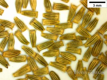 Doronicum austriacum Jacq. 3.Image