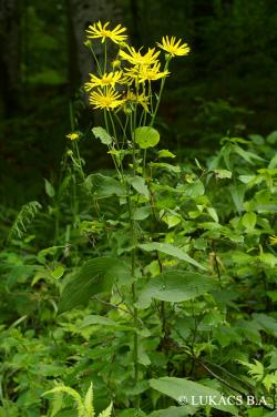 Doronicum austriacum Jacq. 2.Image
