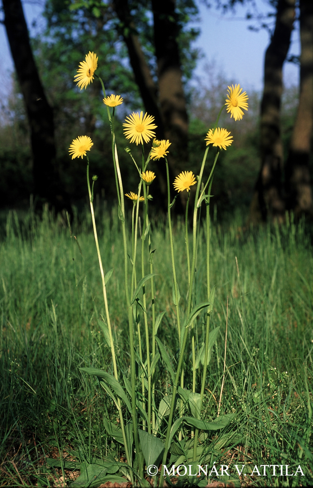 Doronicum hungaricum (Sadler) Rchb.