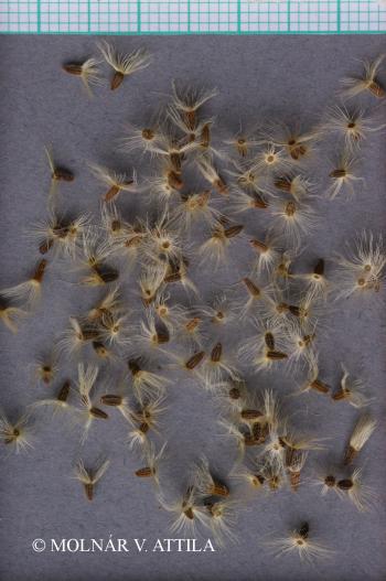 Doronicum hungaricum (Sadler) Rchb. 3.Kép