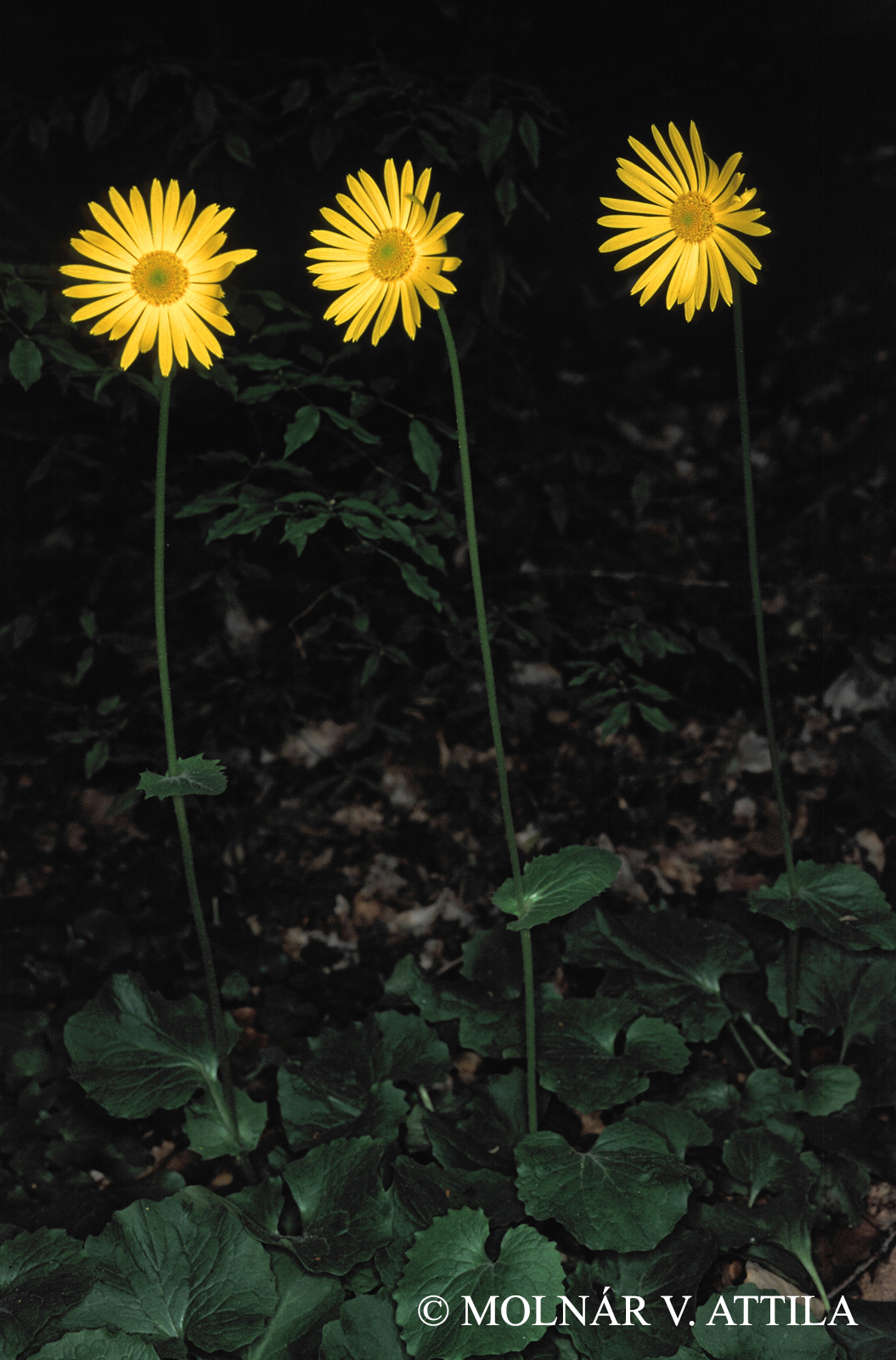 Doronicum orientale Hoffm.