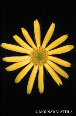 Doronicum orientale Hoffm. 2.Image