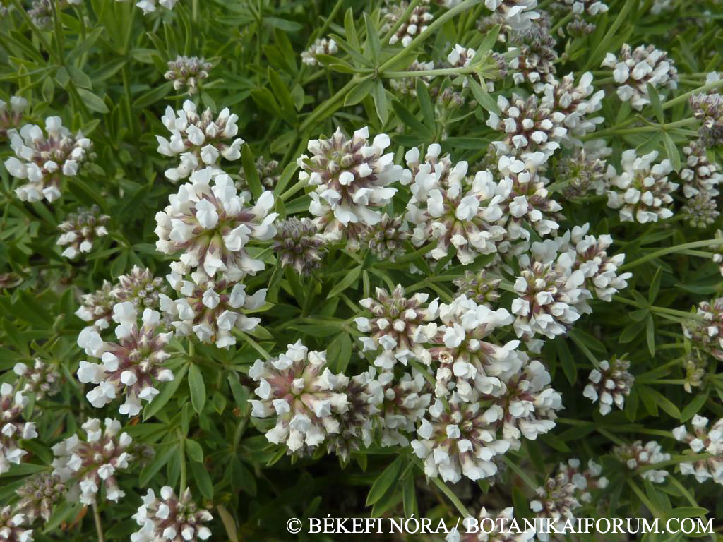 Dorycnium germanicum (Gremli) Rikli