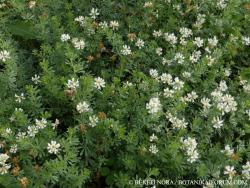 Dorycnium germanicum (Gremli) Rikli 2.Image