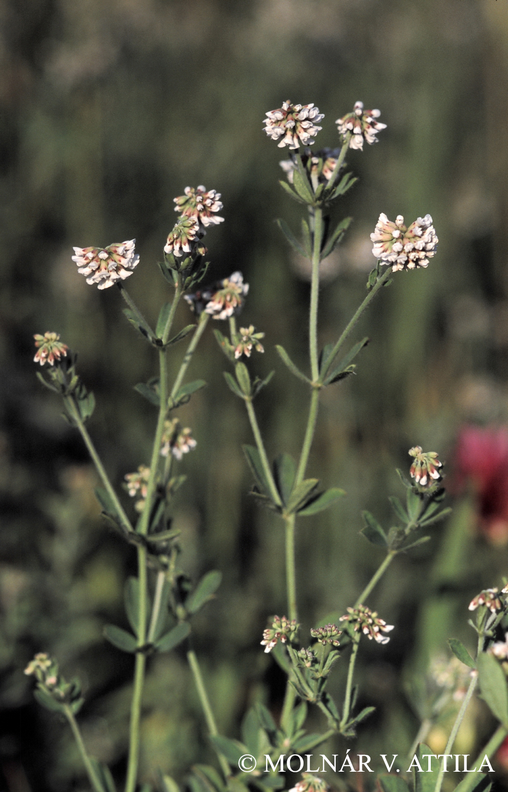 Dorycnium herbaceum Vill.