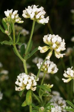 Dorycnium herbaceum Vill. 2.Image