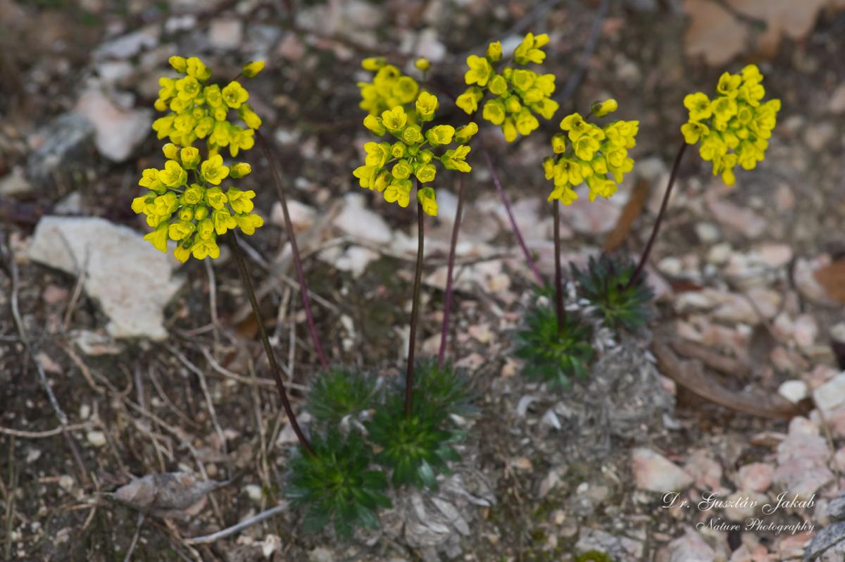 Draba lasiocarpa Rochel