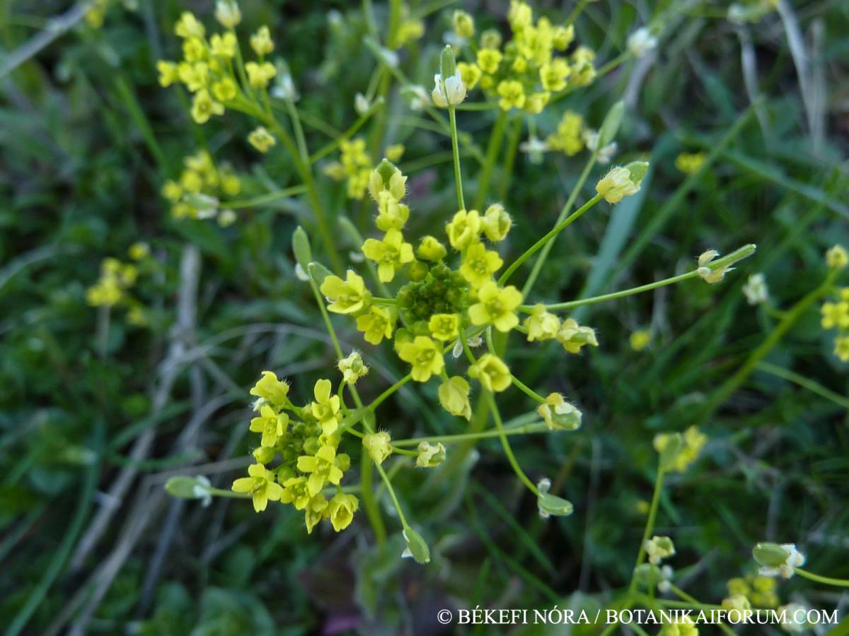 Draba nemorosa L.