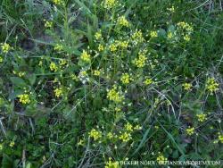 Draba nemorosa L. 2.Image