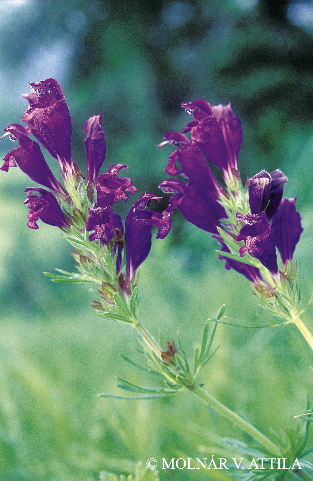 Dracocephalum austriacum L.