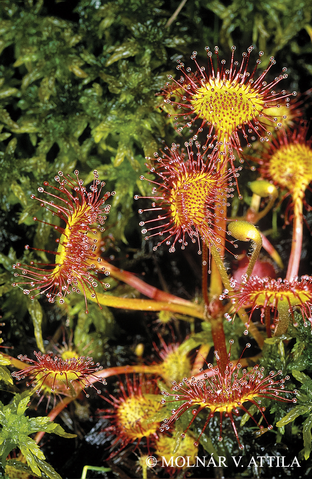 Drosera rotundifolia L.