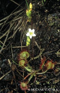 Drosera rotundifolia L. 2.Image