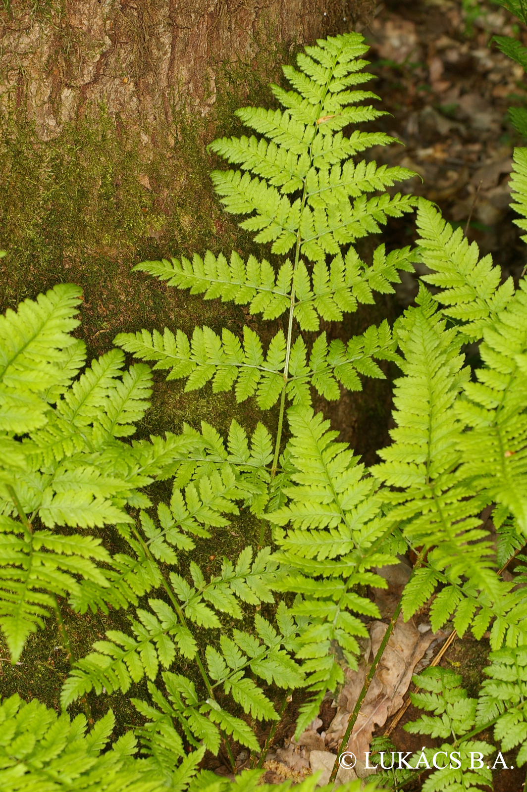 Dryopteris carthusiana (Vill.) H.P. Fuchs