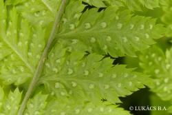 Dryopteris carthusiana (Vill.) H.P. Fuchs 2.Image