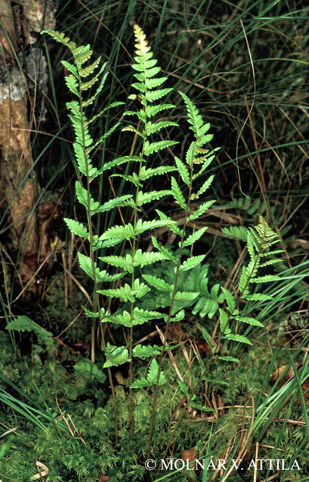 Dryopteris cristata (L.) A. Gray