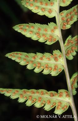 Dryopteris cristata (L.) A. Gray 2.Image