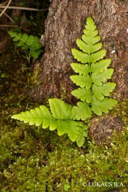 Dryopteris cristata (L.) A. Gray 3.Image