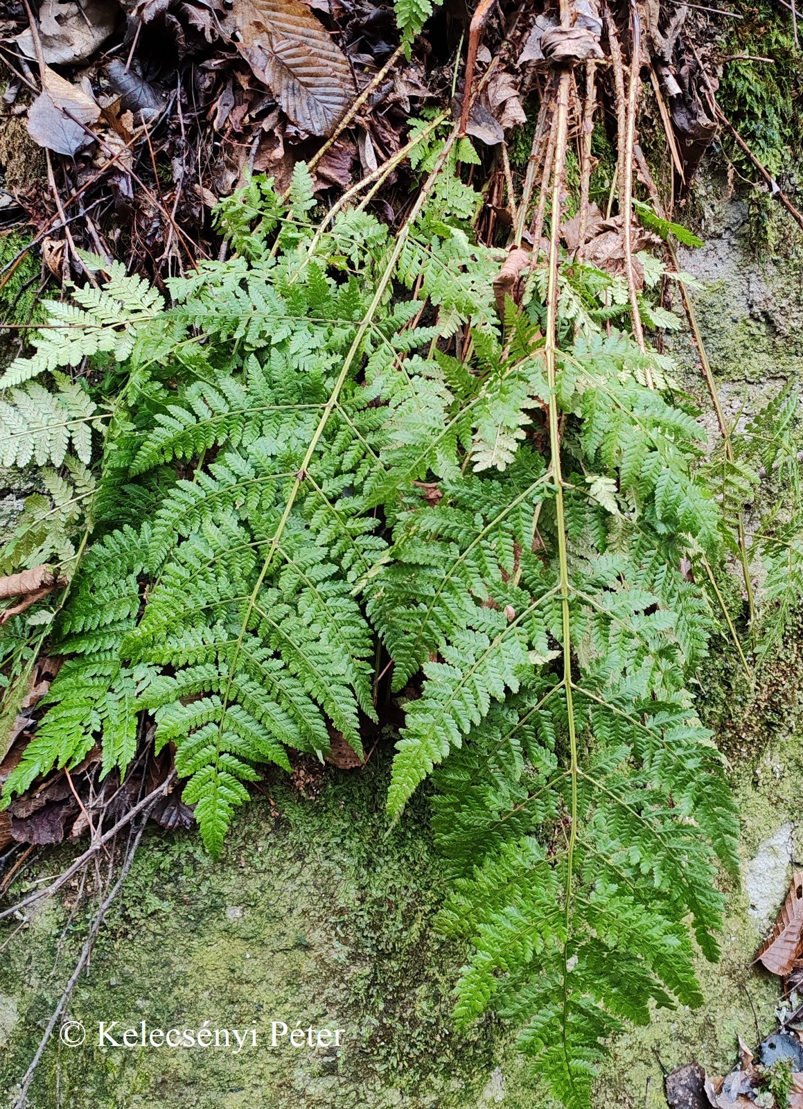 Dryopteris dilatata (Hoffm.) A. Gray