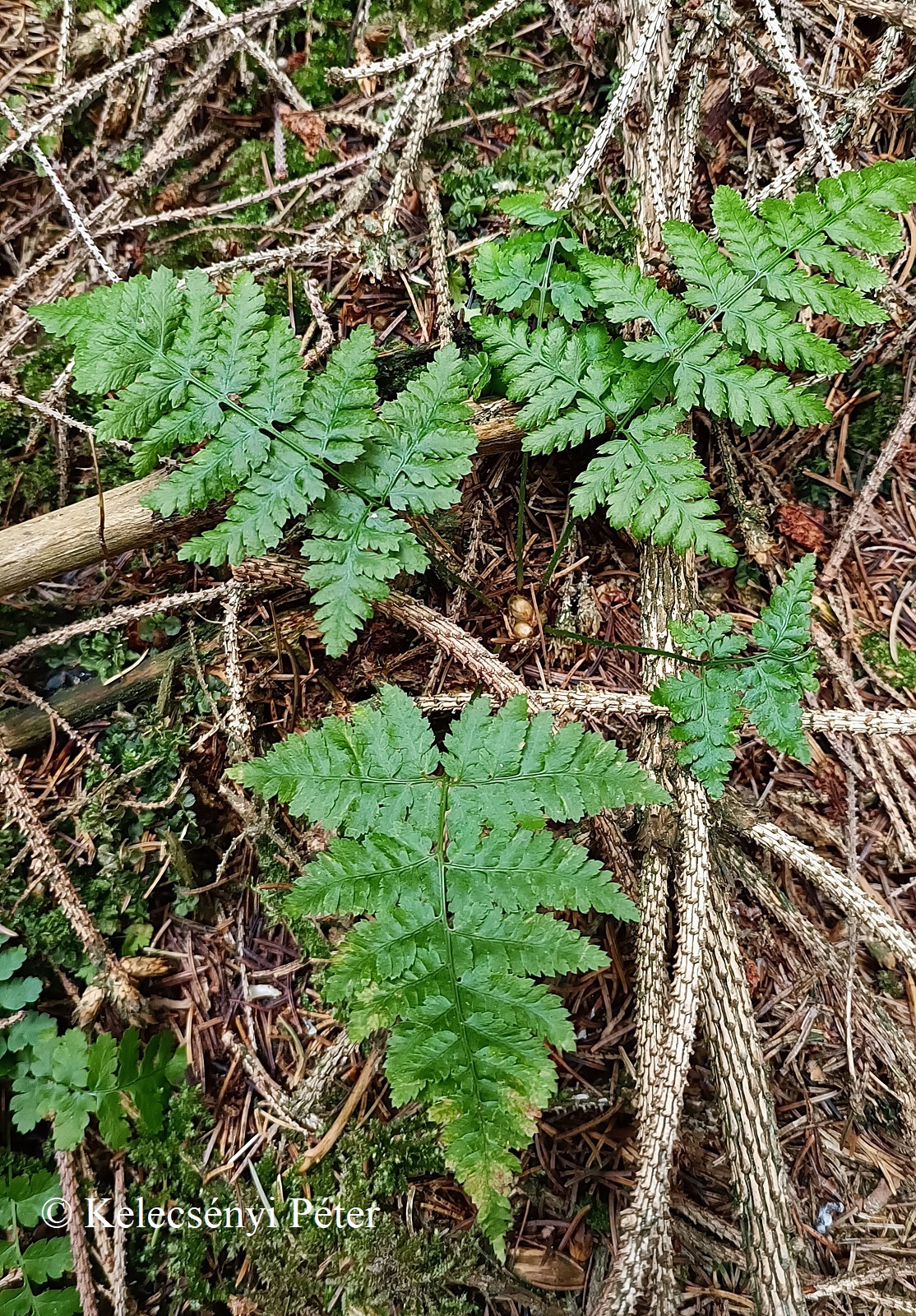 Dryopteris expansa (C. Presl) Fraser-Jenk.