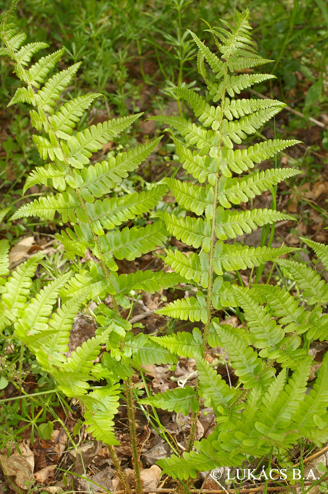 Dryopteris filix-mas (L.) Schott