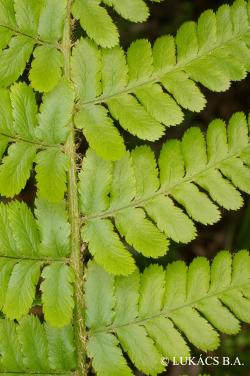 Dryopteris filix-mas (L.) Schott 2.Image