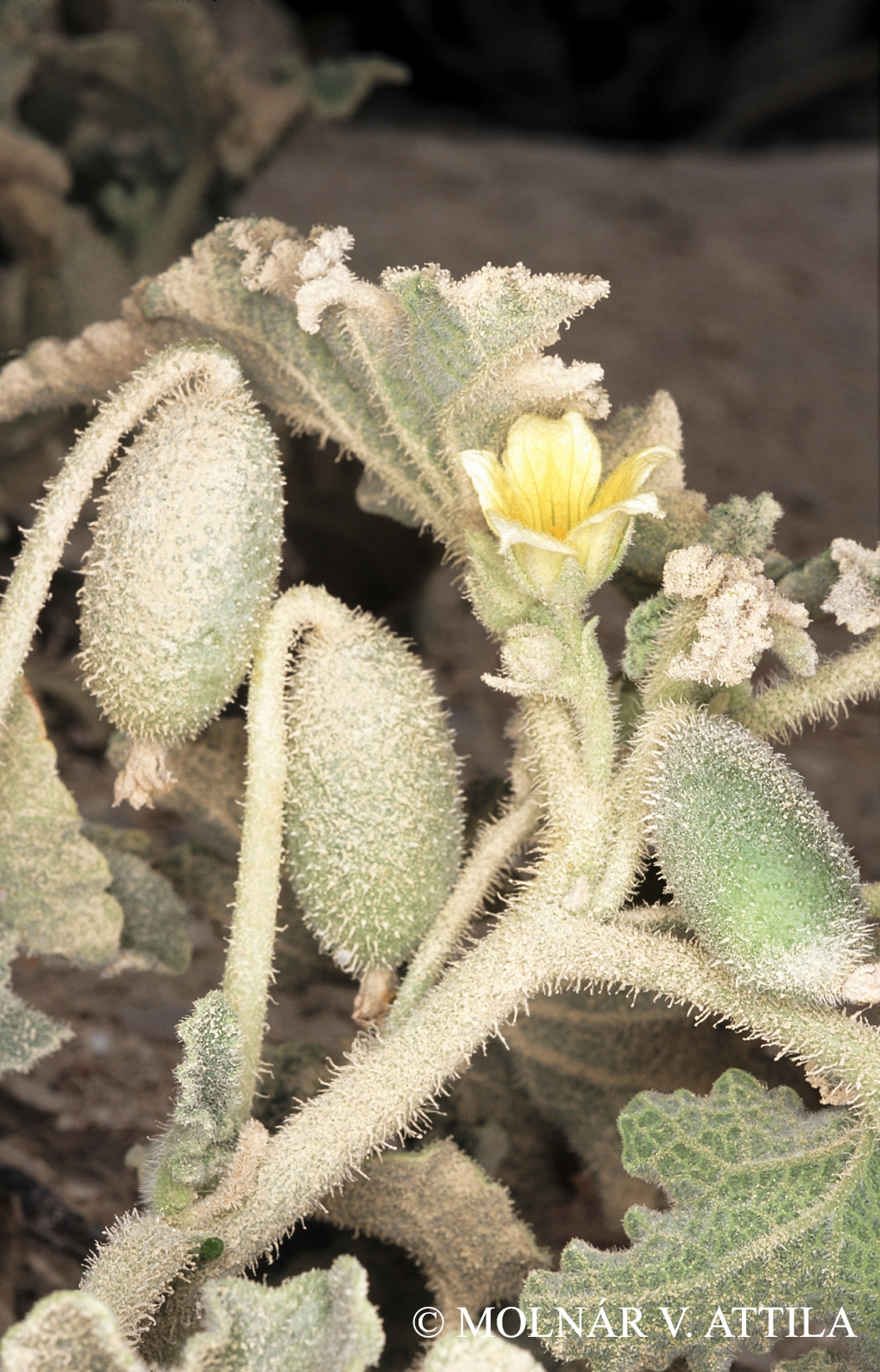 Ecballium elaterium (L.) A. Rich.