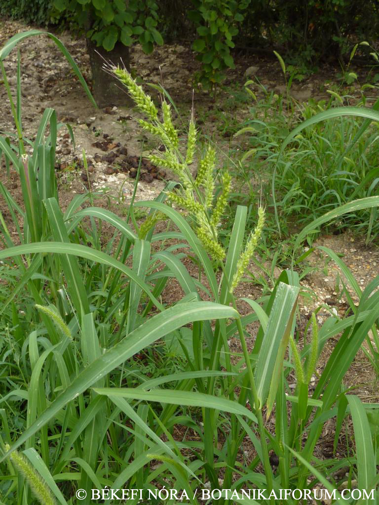 Echinochloa crus-galli (L.) Beauv.