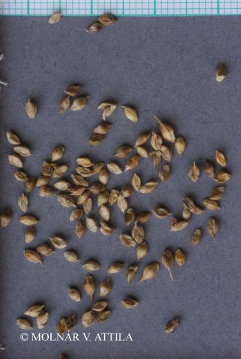 Echinochloa crus-galli (L.) Beauv. 2.Image