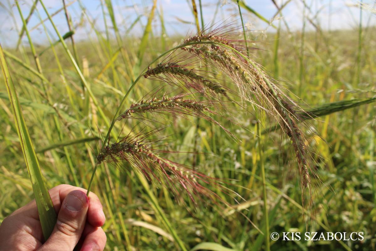 Echinochloa oryzoides (Ard.) Fritsch