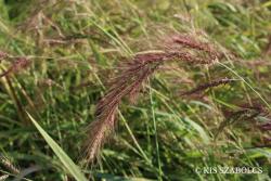 Echinochloa oryzoides (Ard.) Fritsch 2.Image