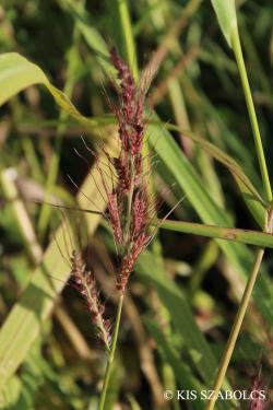 Echinochloa oryzoides (Ard.) Fritsch 3.Image