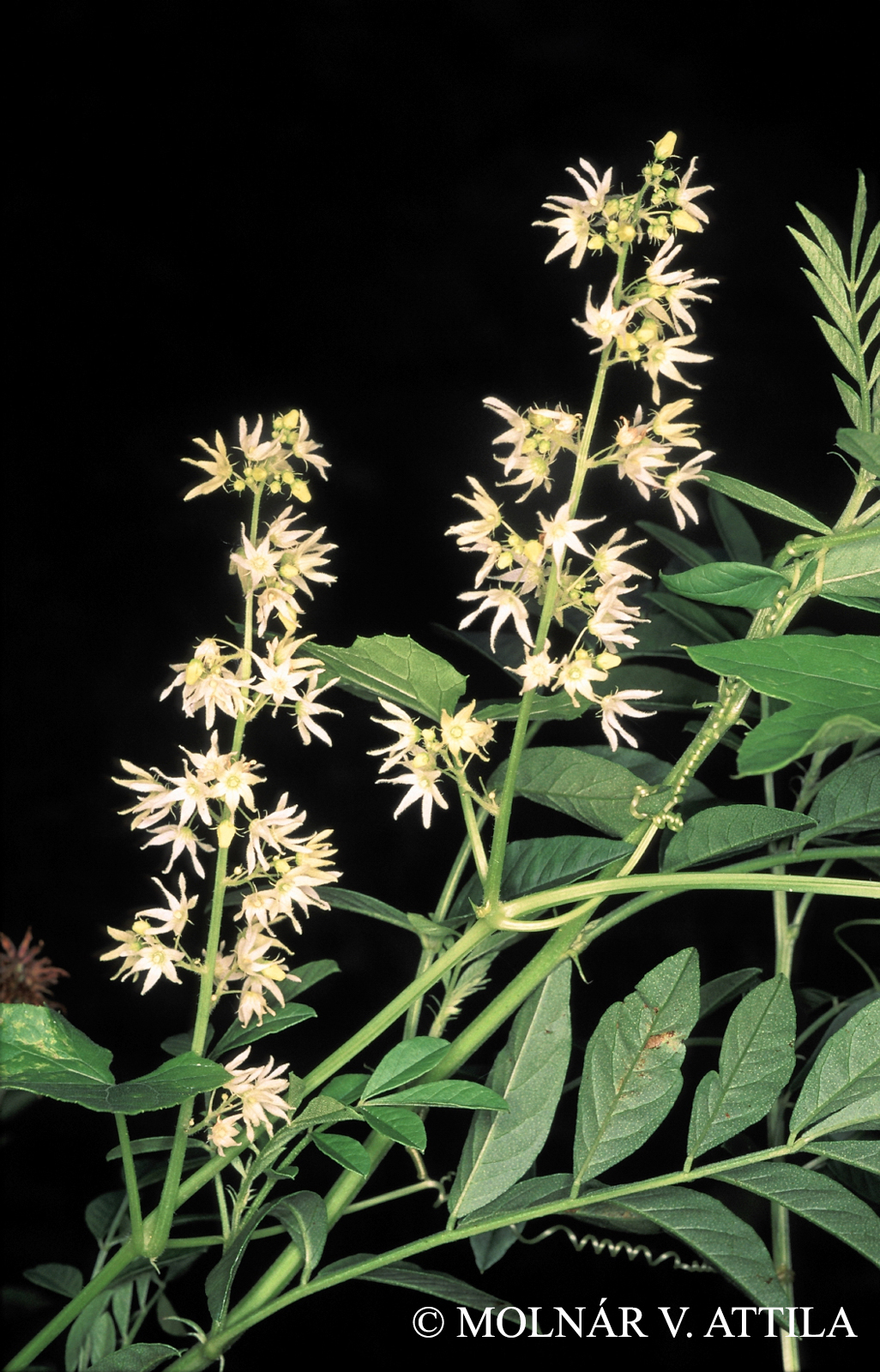 Echinocystis lobata (Michx.) Torr. et A. Gray
