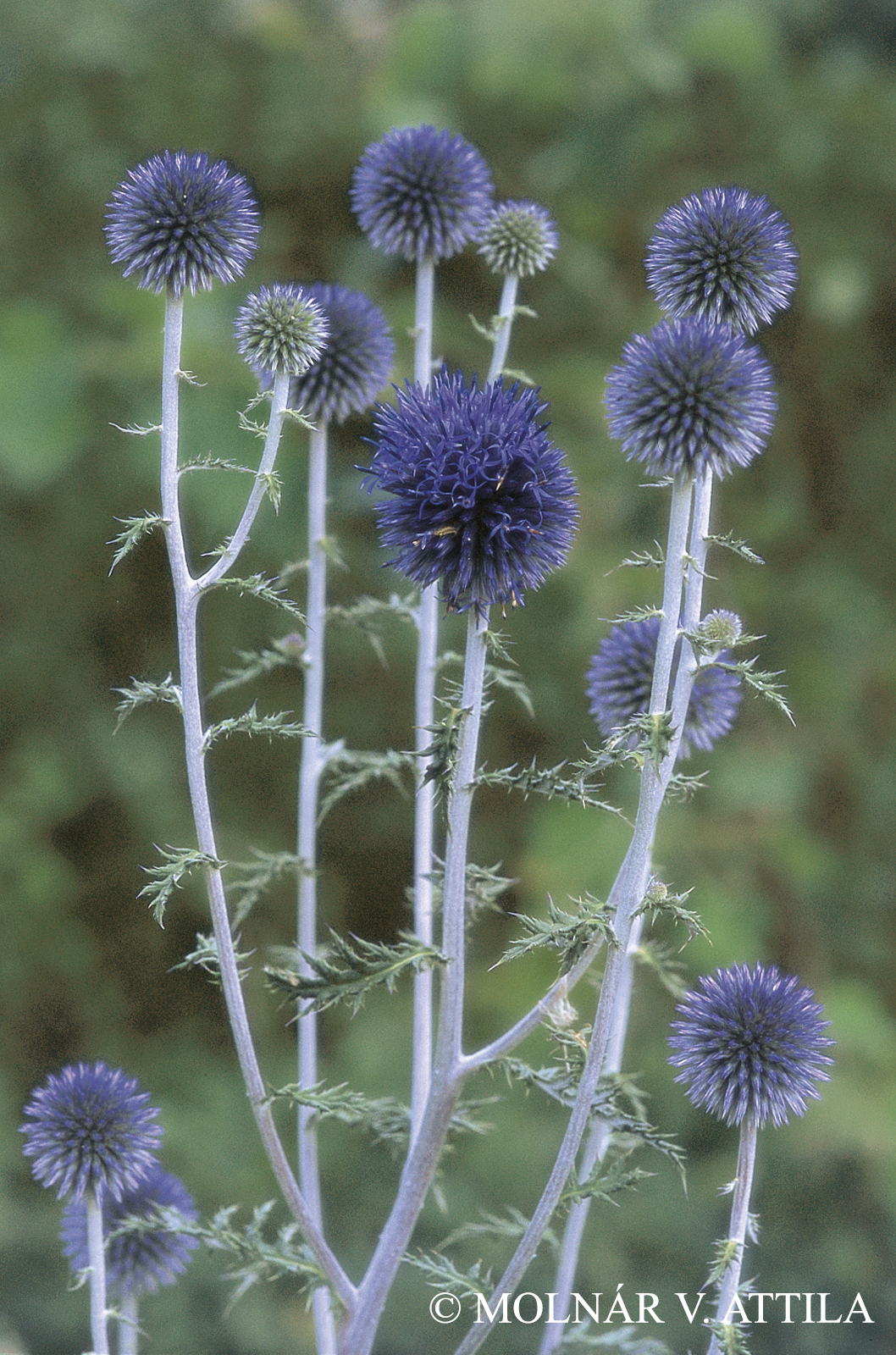 Echinops ruthenicus (Fisch.) M. Bieb.