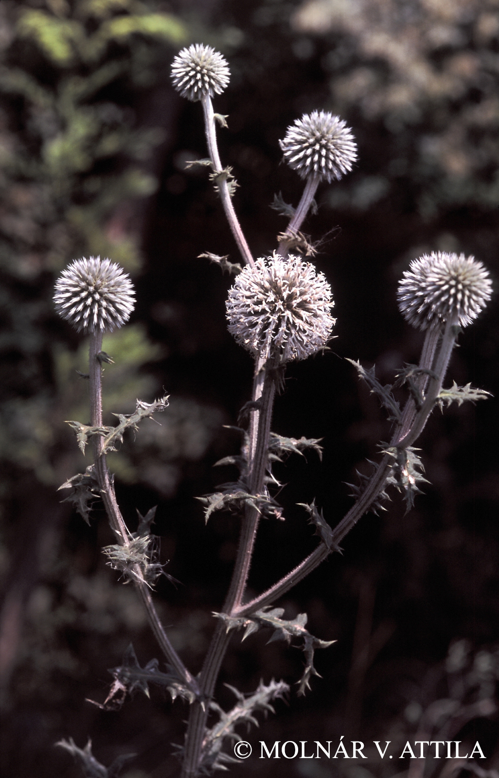 Echinops sphaerocephalus L.
