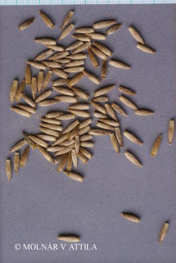 Echinops sphaerocephalus L. 3.Kép