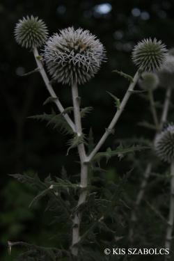 Echinops sphaerocephalus L. 2.Kép