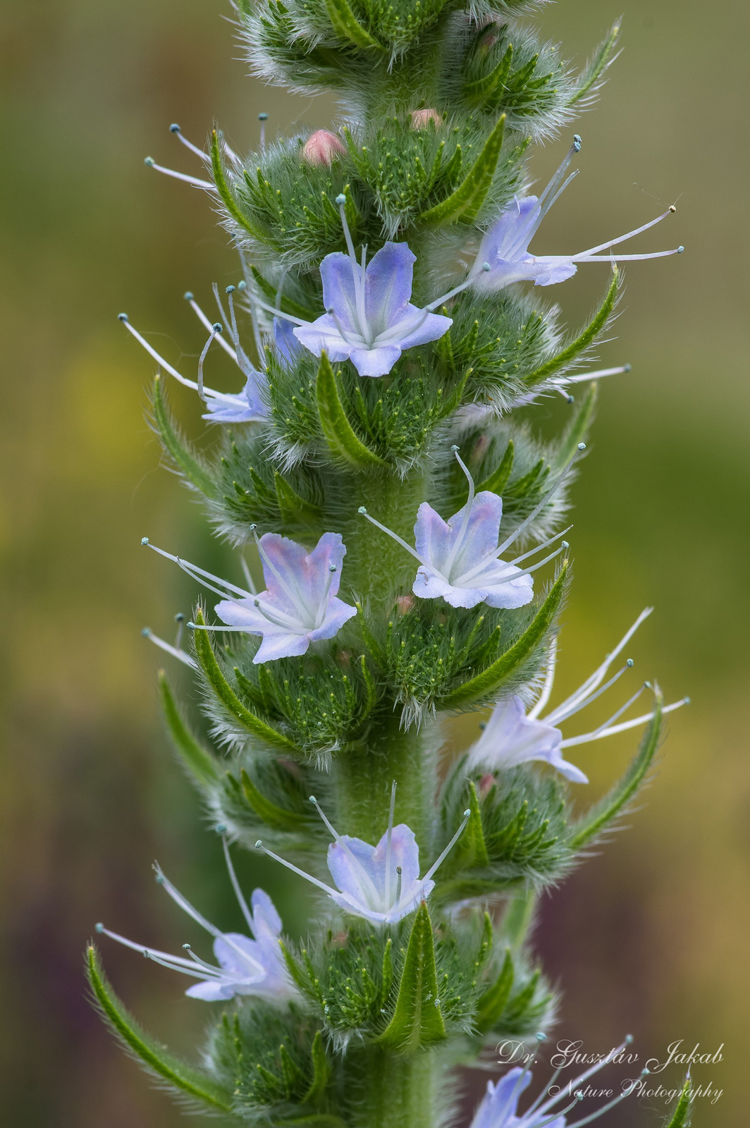 Echium italicum L.