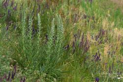 Echium italicum L. 2.Image