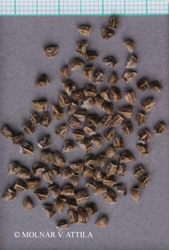 Echium italicum L. 3.Image