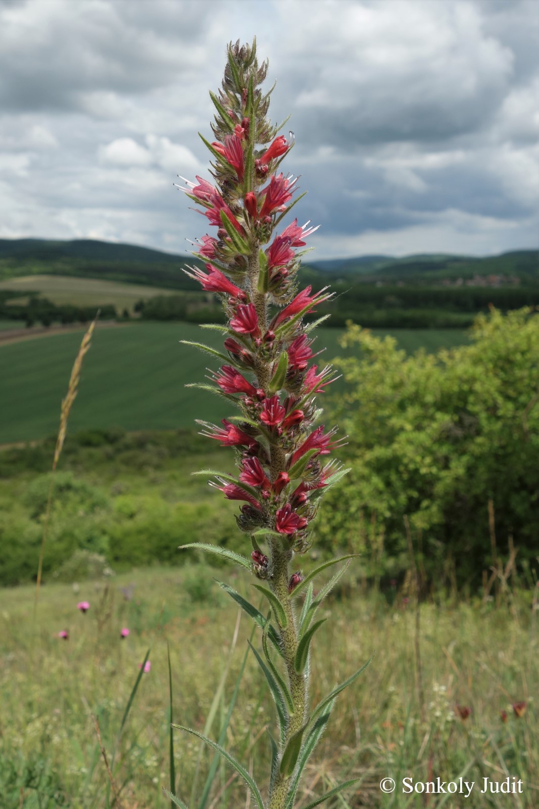 Echium maculatum L.