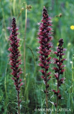 Echium maculatum L. 2.Image