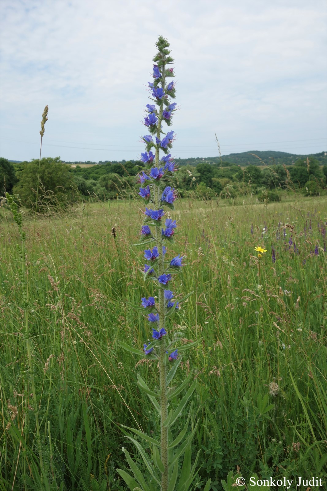 Echium vulgare L.