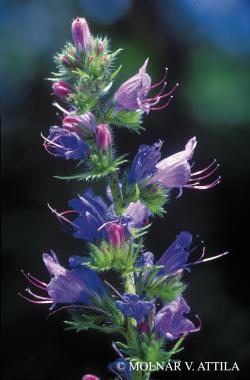Echium vulgare L. 2.Image