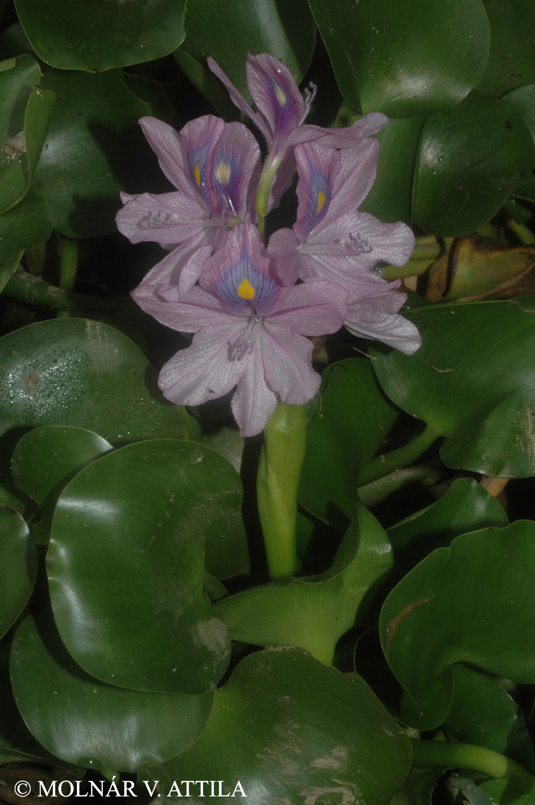 Eichhornia crassipes (Mart.) Solms