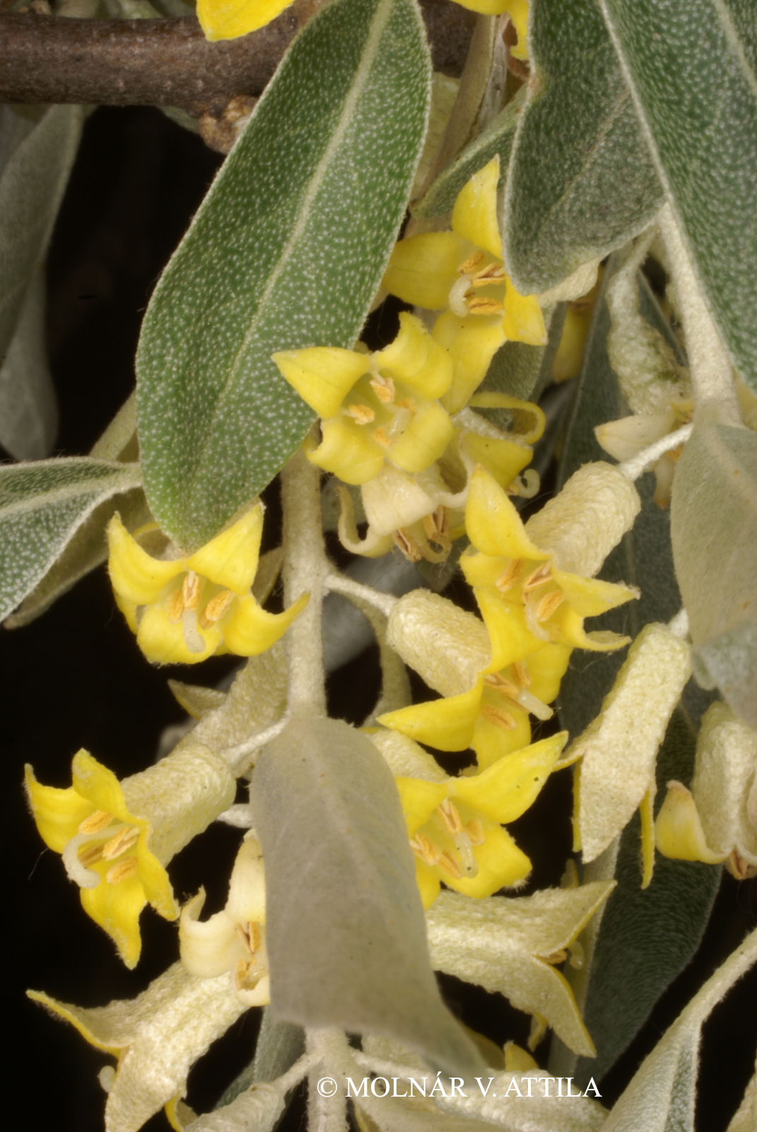 Elaeagnus angustifolia L.