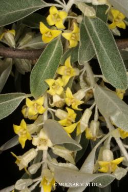 Elaeagnus angustifolia L. 2.Image