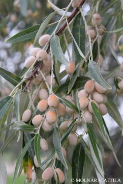 Elaeagnus angustifolia L. 3.Image